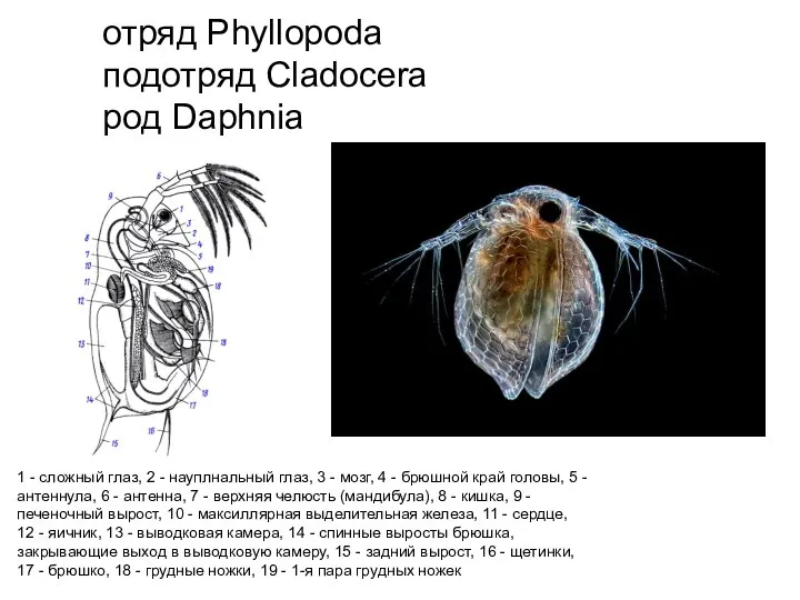 отряд Phyllopoda подотряд Cladocera род Daphnia 1 - сложный глаз,