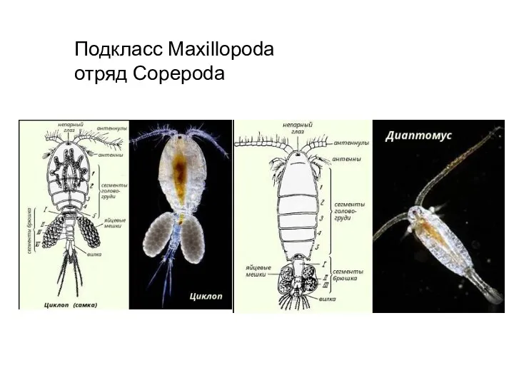 Подкласс Maxillopoda отряд Copepoda