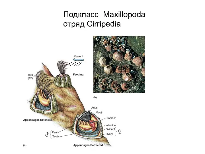 Подкласс Maxillopoda отряд Cirripedia