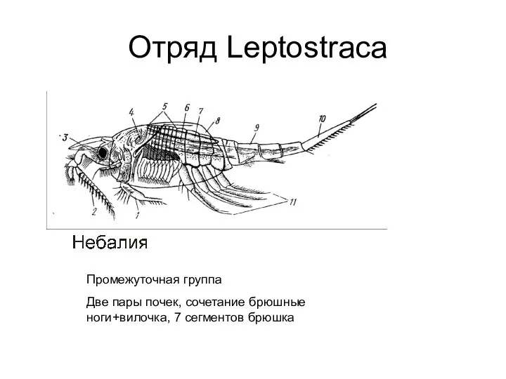 Отряд Leptostraca Промежуточная группа Две пары почек, сочетание брюшные ноги+вилочка, 7 сегментов брюшка