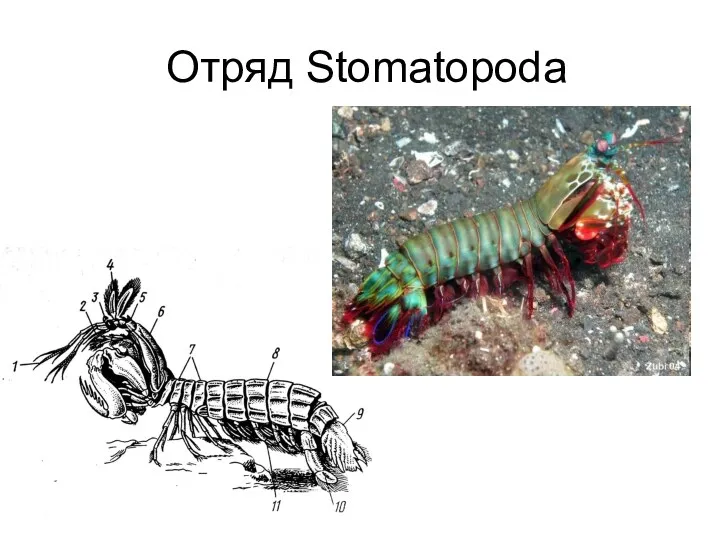 Отряд Stomatopoda
