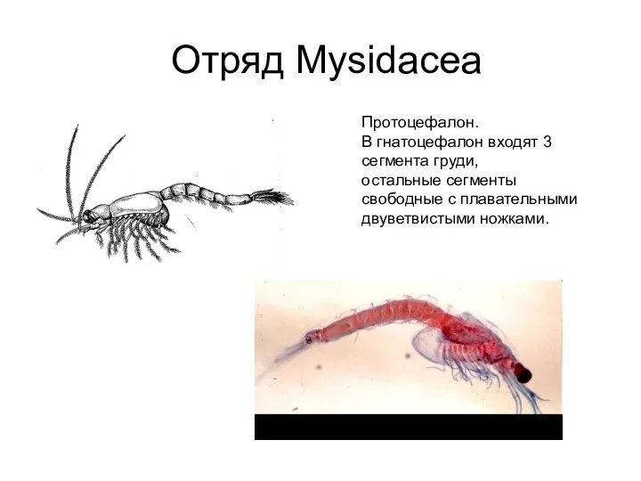 Отряд Mysidacea Протоцефалон. В гнатоцефалон входят 3 сегмента груди, остальные сегменты свободные с плавательными двуветвистыми ножками.