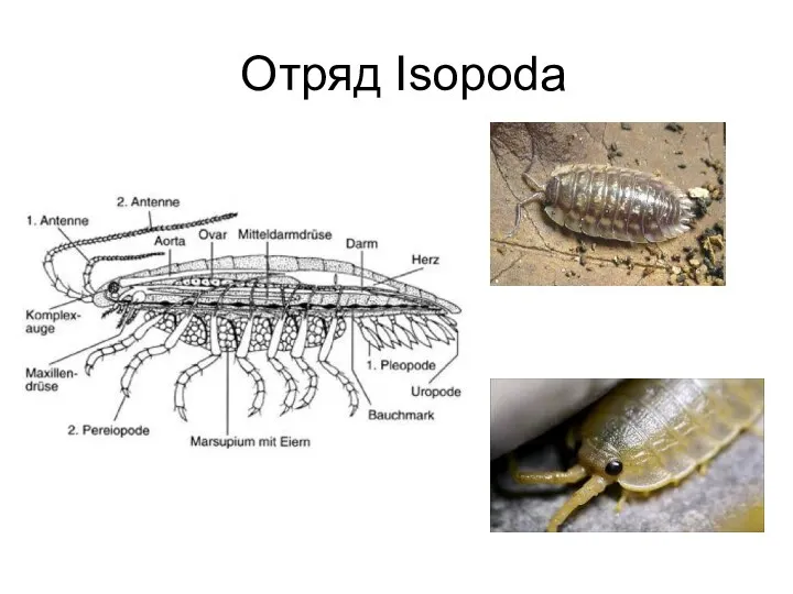 Отряд Isopoda