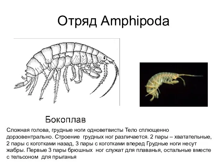 Отряд Amphipoda Сложная голова, грудные ноги одноветвисты Тело сплющенно дорзовентрально.