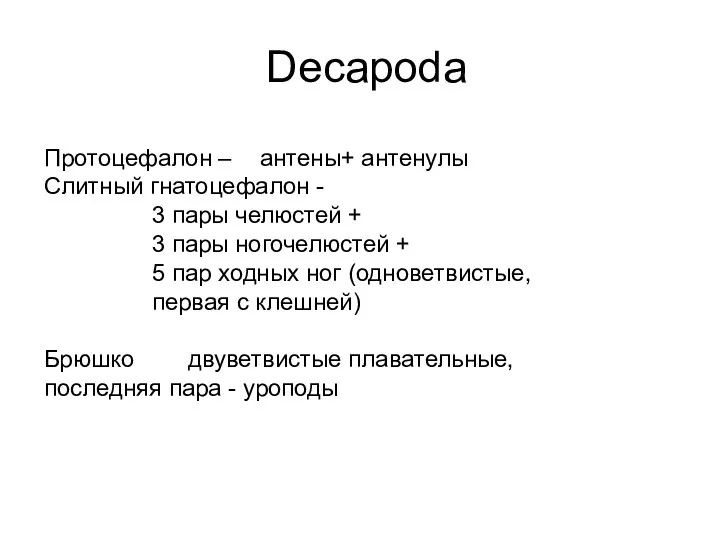 Decapoda Протоцефалон – антены+ антенулы Слитный гнатоцефалон - 3 пары