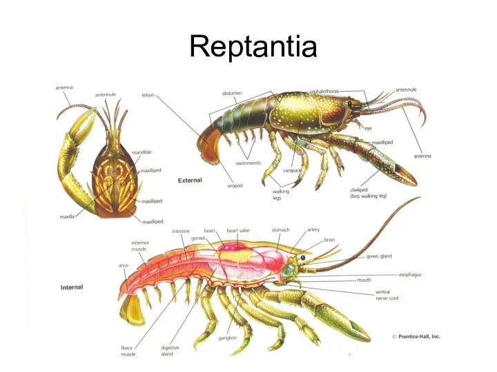 Reptantia