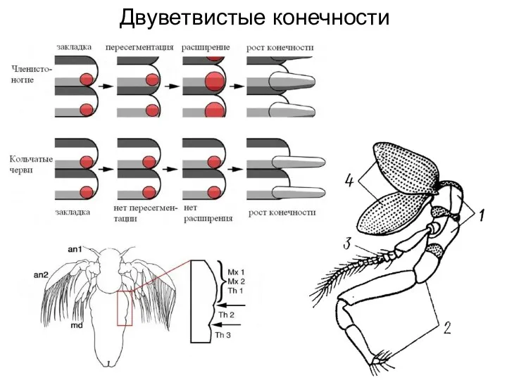 Двуветвистые конечности