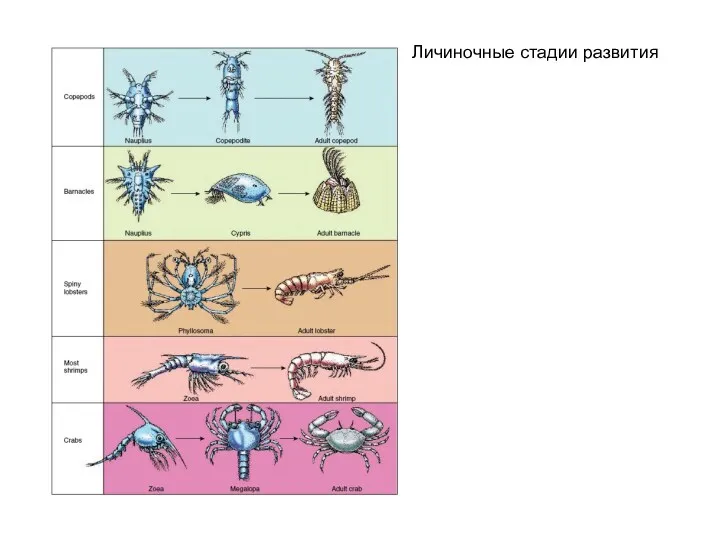 Личиночные стадии развития