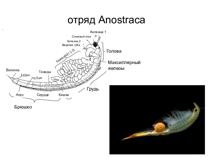 отряд Anostraca Голова Максиллярный железы Брюшко Грудь Гонады Вилочка Анус
