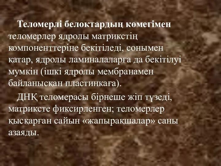 Теломерлі белоктардың көмегімен теломерлер ядролы матрикстің компоненттеріне бекітіледі, сонымен қатар,