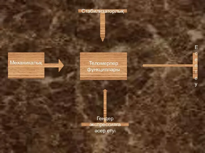 Механикалық Стабилизаторлық Есептеу Гендер экспрессияға әсер етуі Теломерлер функциялары