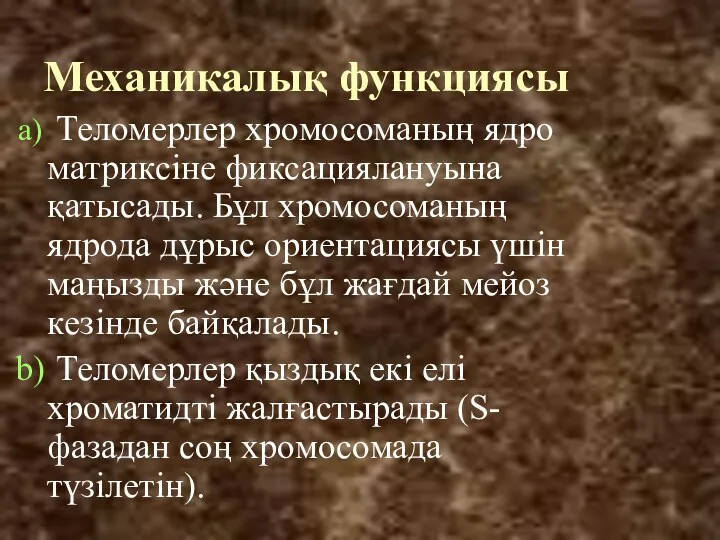 Механикалық функциясы Теломерлер хромосоманың ядро матриксіне фиксациялануына қатысады. Бұл хромосоманың