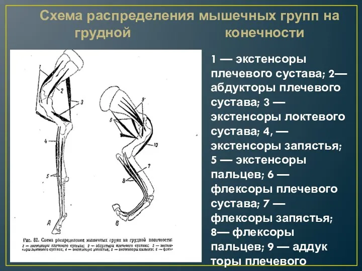 1 — экстенсоры плечевого сустава; 2— абдукторы плечевого сустава; 3 — экстенсоры локтевого