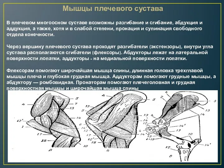 Мышцы плечевого сустава В плечевом многоосном суставе возможны разгибание и