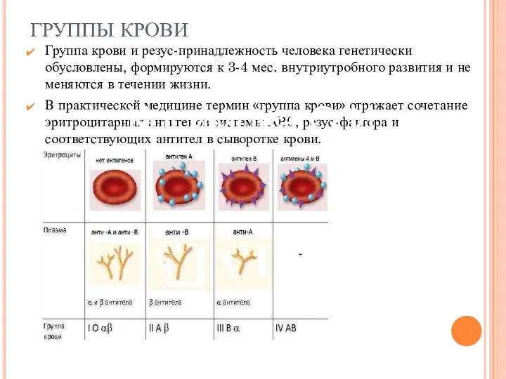 ГРУППЫ КРОВИ Группа крови и резус-принадлежность человека генетически обусловлены, формируются