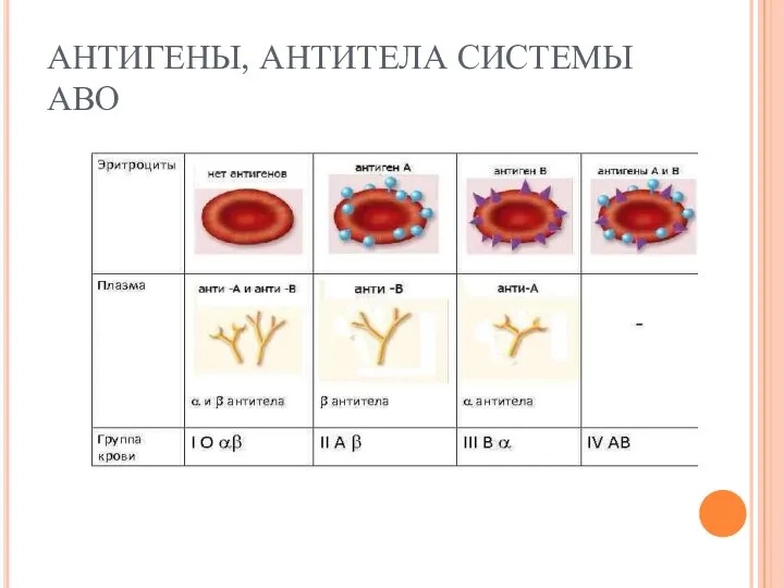 АНТИГЕНЫ, АНТИТЕЛА СИСТЕМЫ АВО