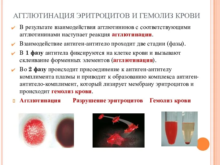 Косимова О.И. АГГЛЮТИНАЦИЯ ЭРИТРОЦИТОВ И ГЕМОЛИЗ КРОВИ В результате взаимодействия