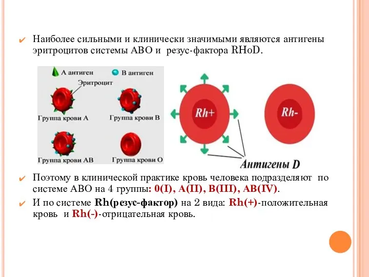 Косимова О.И Наиболее сильными и клинически значимыми являются антигены эритроцитов системы АВО и