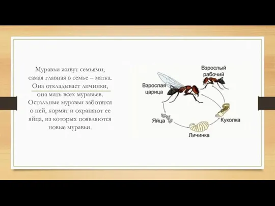 Муравьи живут семьями, самая главная в семье – матка. Она откладывает личинки, она