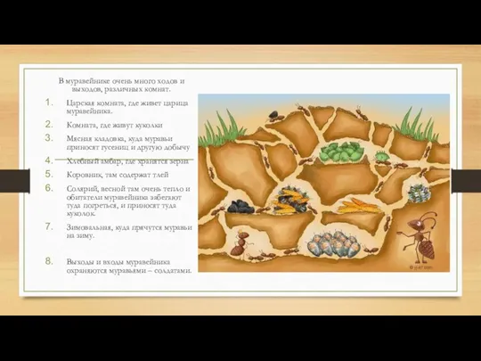 В муравейнике очень много ходов и выходов, различных комнат. Царская комната, где живет