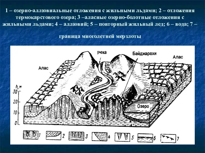 1 – озерно-аллювиальные отложения с жильными льдами; 2 – отложения