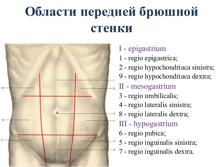 Области передней брюшной стенки I - epigastrium 1 - regio