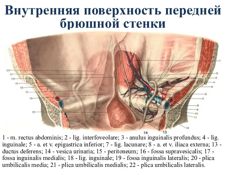 Внутренняя поверхность передней брюшной стенки 1 - m. rectus abdominis;