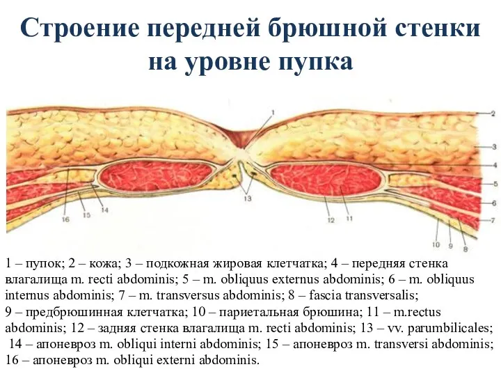 Строение передней брюшной стенки на уровне пупка 1 – пупок;