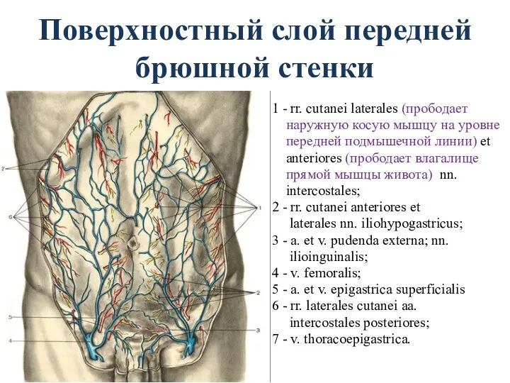 Поверхностный слой передней брюшной стенки 1 - rr. cutanei laterales