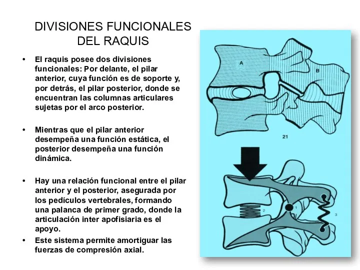DIVISIONES FUNCIONALES DEL RAQUIS El raquis posee dos divisiones funcionales: