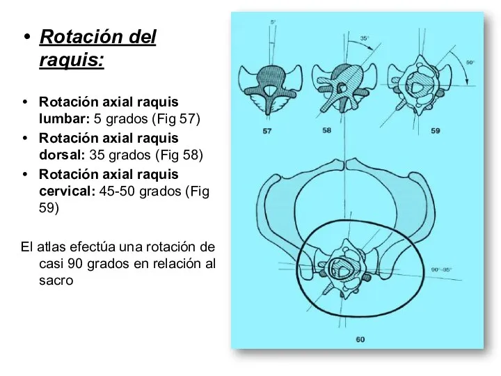 Rotación del raquis: Rotación axial raquis lumbar: 5 grados (Fig