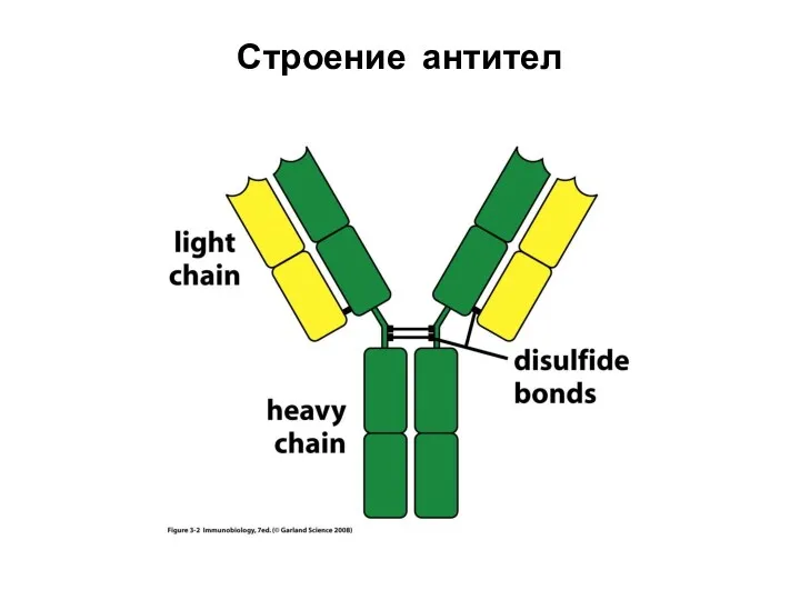 Строение антител