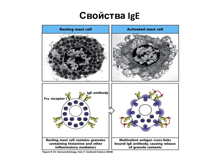 Свойства IgE