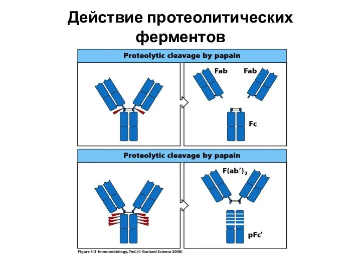 Действие протеолитических ферментов