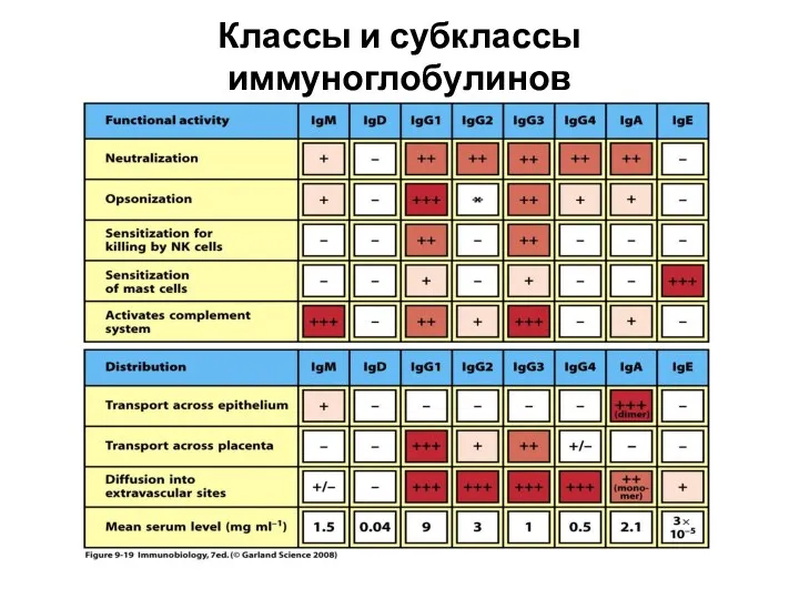 Классы и субклассы иммуноглобулинов