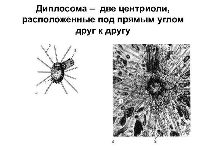 Диплосома – две центриоли, расположенные под прямым углом друг к другу