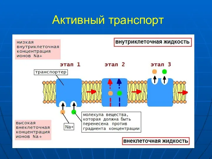 Активный транспорт