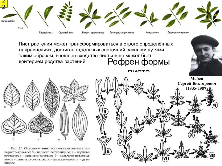 Рефрен формы листа Лист растения может трансформироваться в строго определённых