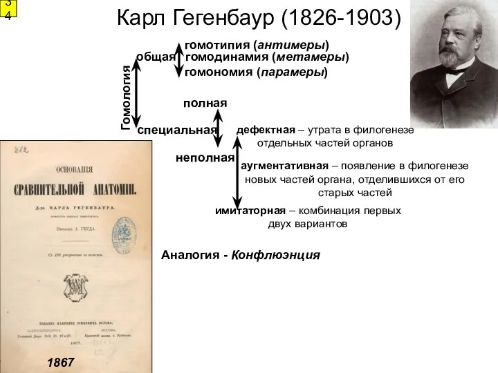 Карл Гегенбаур (1826-1903) 1867 Аналогия - Конфлюэнция Гомология общая специальная