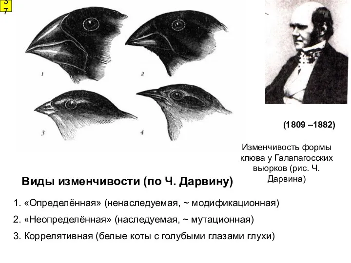 Виды изменчивости (по Ч. Дарвину) Изменчивость формы клюва у Галапагосских