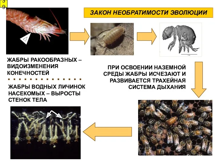 ЗАКОН НЕОБРАТИМОСТИ ЭВОЛЮЦИИ ЖАБРЫ ВОДНЫХ ЛИЧИНОК НАСЕКОМЫХ – ВЫРОСТЫ СТЕНОК