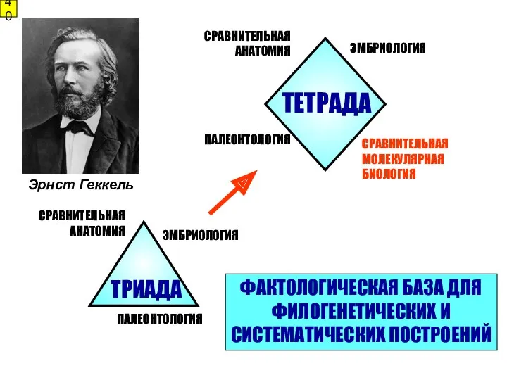 Эрнст Геккель СРАВНИТЕЛЬНАЯ АНАТОМИЯ СРАВНИТЕЛЬНАЯ АНАТОМИЯ ЭМБРИОЛОГИЯ ЭМБРИОЛОГИЯ ПАЛЕОНТОЛОГИЯ ПАЛЕОНТОЛОГИЯ