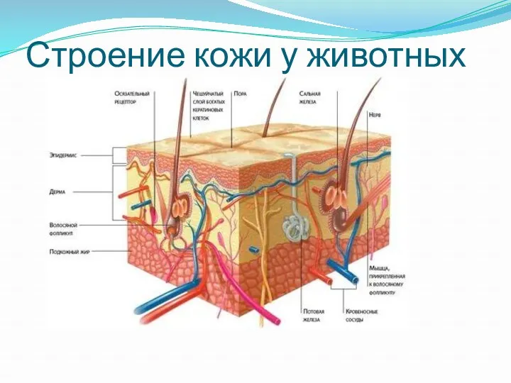 Строение кожи у животных