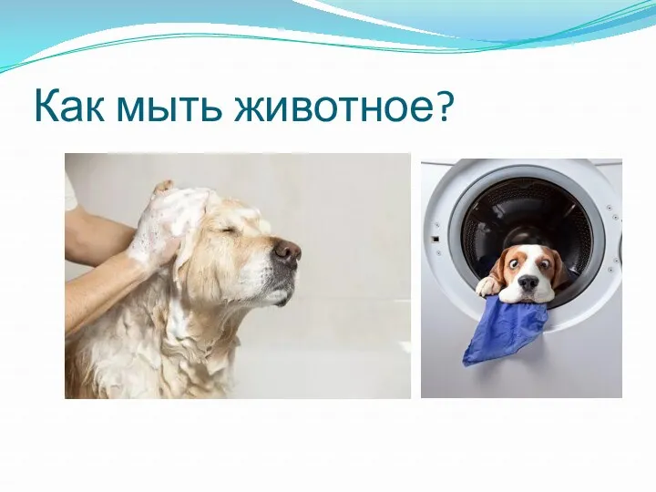 Как мыть животное?