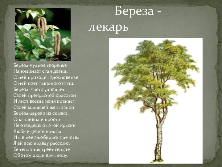 Берёза-чудное творенье Напоминает стан девиц. О ней приходит вдохновенье. О