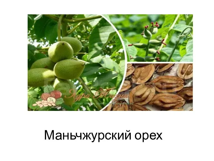 Маньчжурский орех