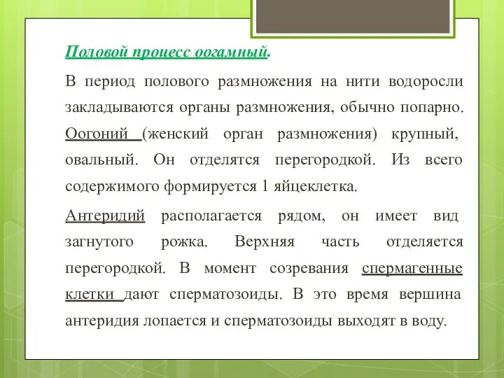 Половой процесс оогамный. В период полового размножения на нити водоросли