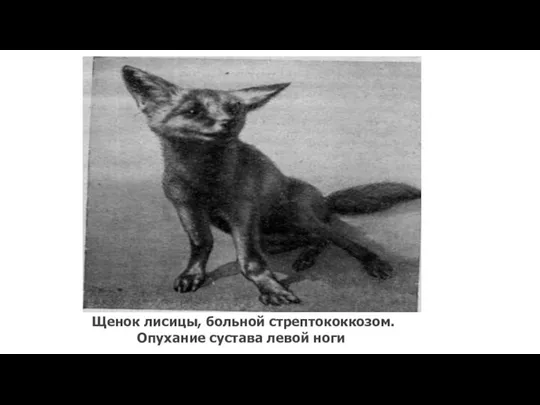 Щенок лисицы, больной стрептококкозом. Опухание сустава левой ноги