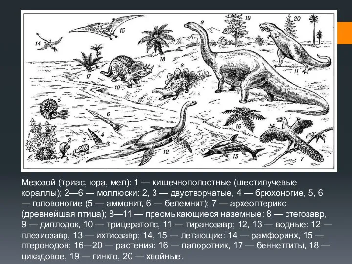 Мезозой (триас, юра, мел): 1 — кишечнополостные (шестилучевые кораллы); 2—6