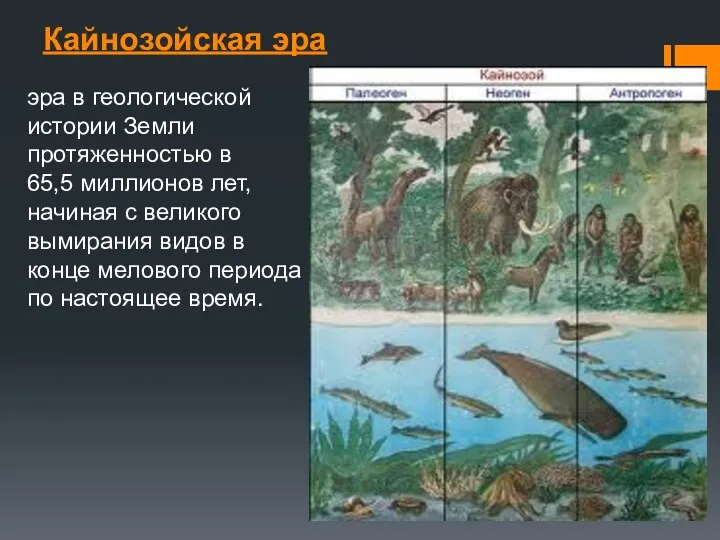 Кайнозойская эра эра в геологической истории Земли протяженностью в 65,5